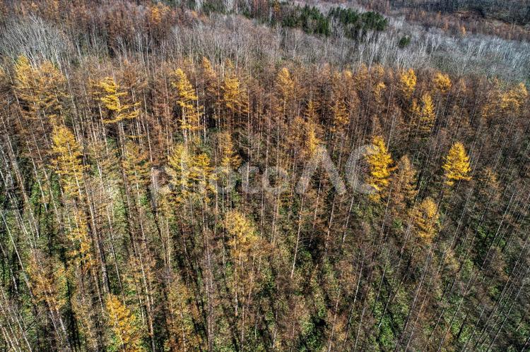 北海道の秋の空撮 カラ松,エゾマツ,秋の写真素材