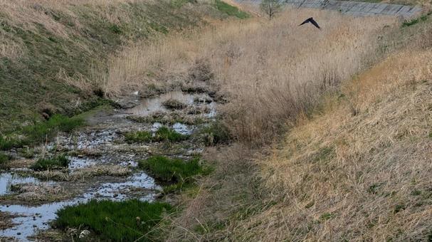 River, bank and birds, JPG