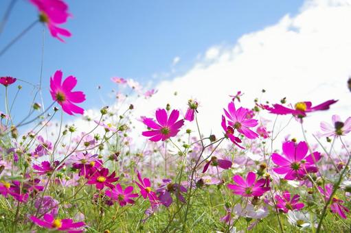 コスモスの写真