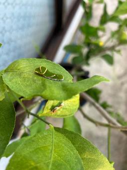 Larva, JPG Larva, JPG