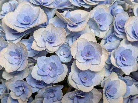 紫陽花 紫陽花の写真