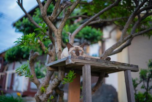 木陰からのぞくシャム猫 猫,シャム猫,サイアミーズの写真素材