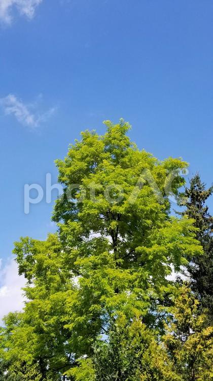 初夏の空と爽やかな緑 自然,木,葉の写真素材