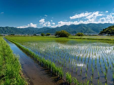 田舎の田んぼ 田舎の田んぼの写真