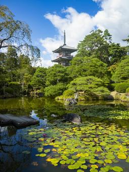 輪王寺庭園 木々,青空,仙台市の写真素材