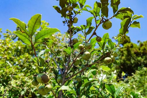 お茶の実 お茶の実 実,茶,樹木の写真素材