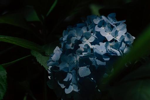 公園のアジサイ 公園のアジサイ 紫陽花,あじさい,日陰の写真素材