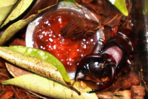食事とペアリングする[ノコギリクワガタ」 食事とペアリングする[ノコギリクワガタ」 ノコギリクワガタ,クワガタ,昆虫の写真素材