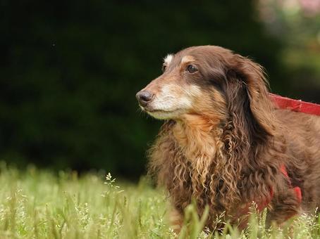 犬のポートレート 犬,ミニチュアダックス,ダックスフンドの写真素材