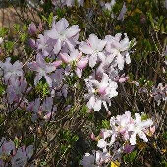 Azalea Kurofune Azalea Flowers, JPG Azalea Kurofune Azalea Flowers, JPG