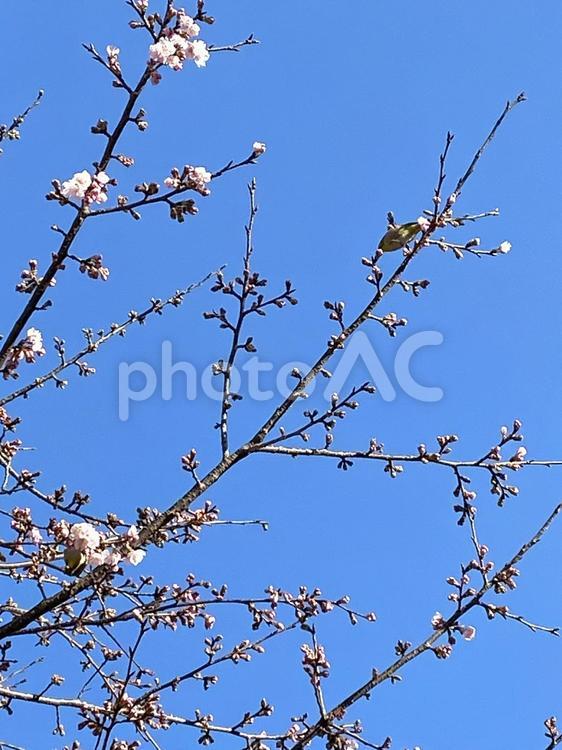 桜のつぼみと鶯 桜,さくら,桜の木の写真素材