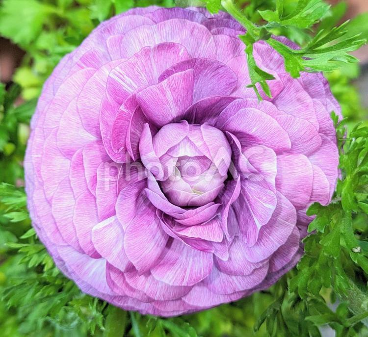 ラナンキュラス（パープル） ラナンキュラス,花,フラワーの写真素材