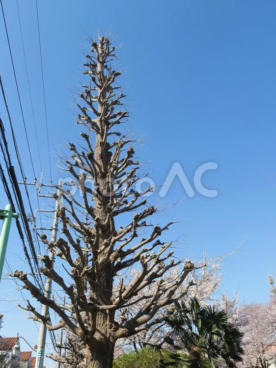 春のイチョウの木 イチョウ,樹木,街路樹の写真素材