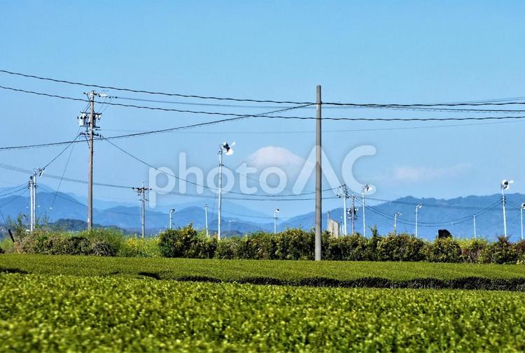富士山と茶畑 茶畑,富士山,新緑の写真素材