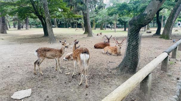 奈良公園の鹿2 奈良公園の鹿2の写真