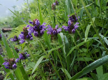 Wildflowers: Prunella vulgare, JPG