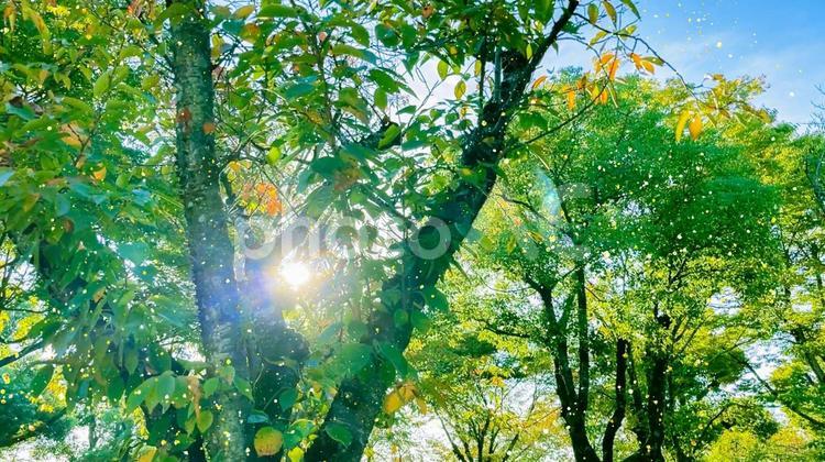 初夏の青々とした新緑の葉から漏れる太陽 緑,木漏れ日,新緑の写真素材