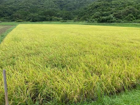 米 米 田んぼ,稲穂,米の写真素材