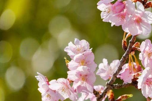 春光に揺れる河津桜の花 河津桜,桜,花の写真素材