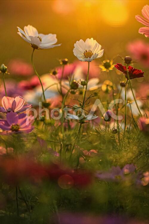 夕暮れのコスモス コスモス,秋桜,こすもすの写真素材