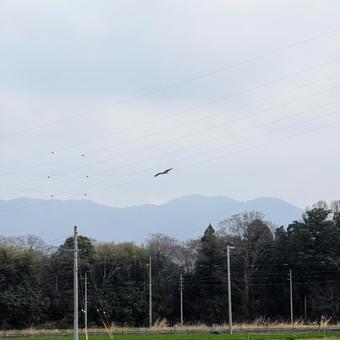 空を舞うトンビ 空を舞うトンビ トンビ,野鳥,バードウォッチングの写真素材