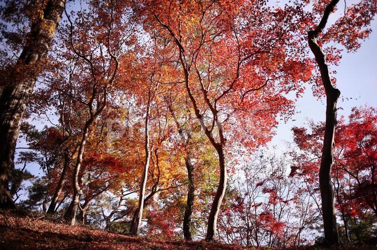美しい紅葉を見上げた風景 紅葉,秋,もみじの写真素材
