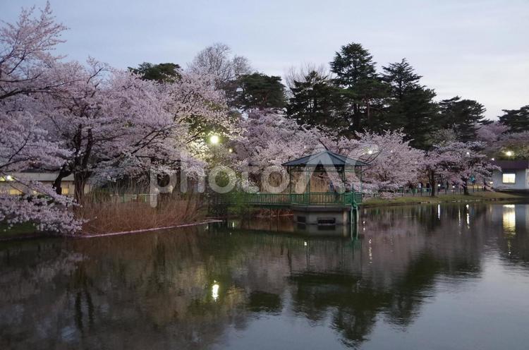 大宮公園　夕暮れ時の舟遊池と桜　埼玉県 大宮公園,桜,さくらの写真素材