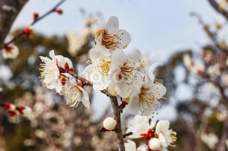 御館山神社の梅 梅の花,梅,白梅の写真素材