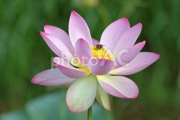 蓮の花とスズメバチ きれい,キイロスズメバチ,スズメバチの写真素材