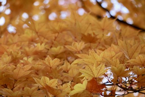 モミジ 紅葉,秋,風景の写真素材