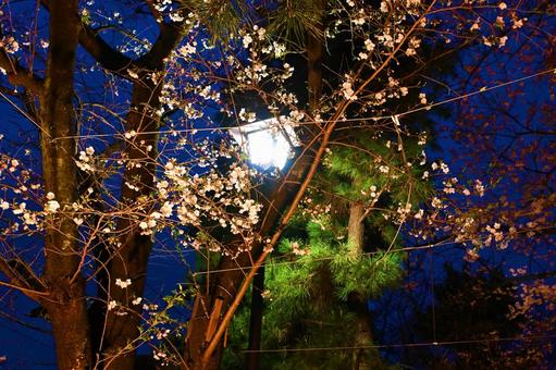 ライトアップされたソメイヨシノ ライトアップされたソメイヨシノ ソメイヨシノ,樹木,桜の写真素材
