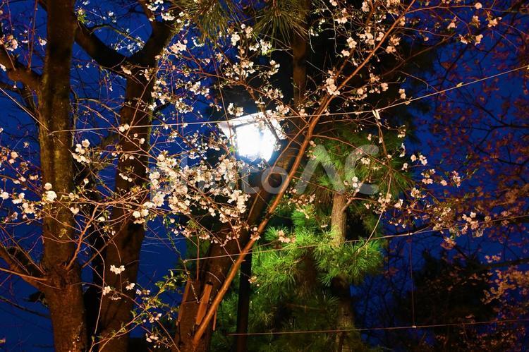 ライトアップされたソメイヨシノ ソメイヨシノ,樹木,桜の写真素材