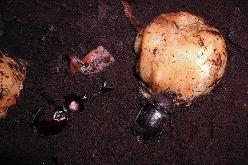 カブトムシの写真