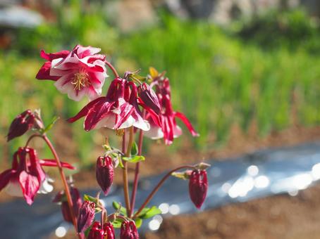 川辺の花の写真
