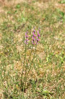 ネジバナ三兄弟1 ネジバナ三兄弟1 花,ピンク,春の写真素材