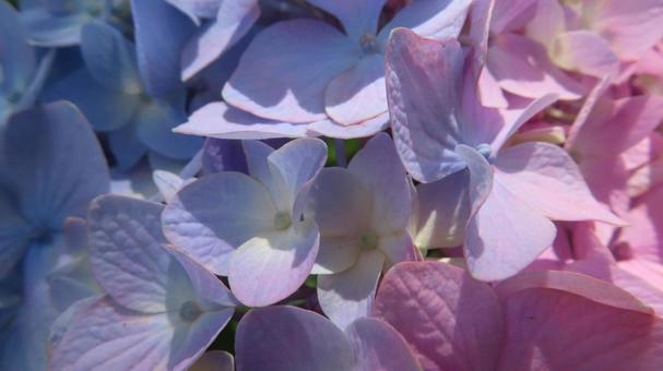Photo, hydrangea, flower, beautiful, 