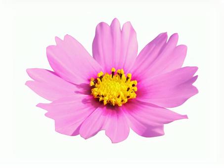 Cosmos * See below for the cutout path Cosmos * See below for the cutout path