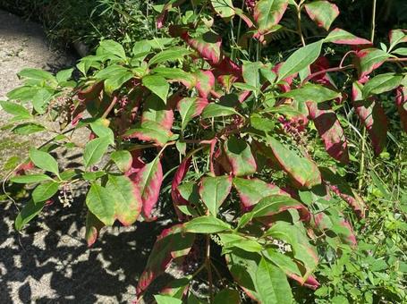 ヨウシュヤマゴボウ　実　毒性　黒紫色の写真