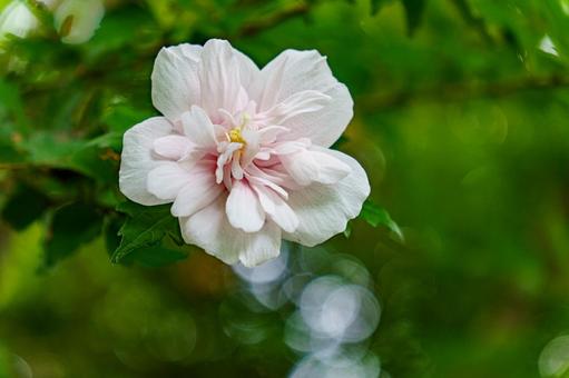 White Rose of Sharon flowers blooming in the shade, JPG White Rose of Sharon flowers blooming in the shade, JPG