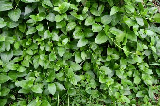 ツルニチニチソウが生い茂ったようす グリーン,ツルニチニチソウ,ツルの写真素材