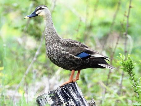 Duck Standing on a Stump, JPG Duck Standing on a Stump, JPG