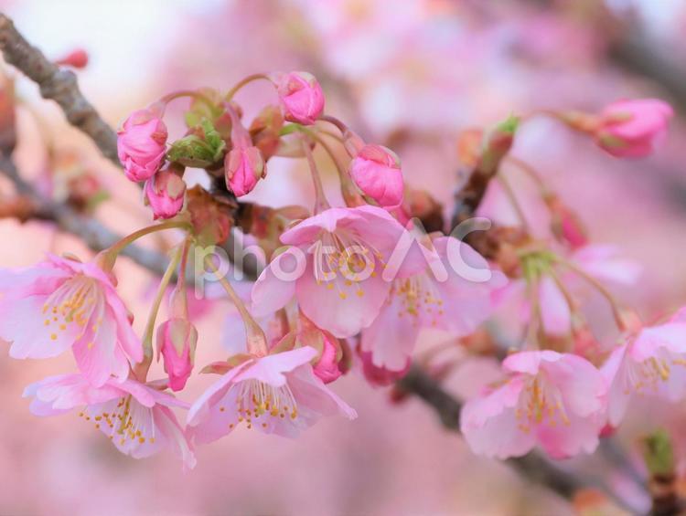 鮮やかな桜 桜,河津桜,春の訪れの写真素材