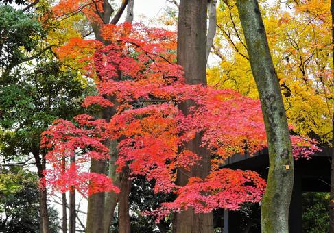 紅葉 紅葉の写真