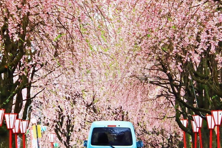 春や桜のイメージ 春,桜,さくらの写真素材