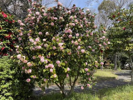 Camellia flowers blooming in bells, JPG