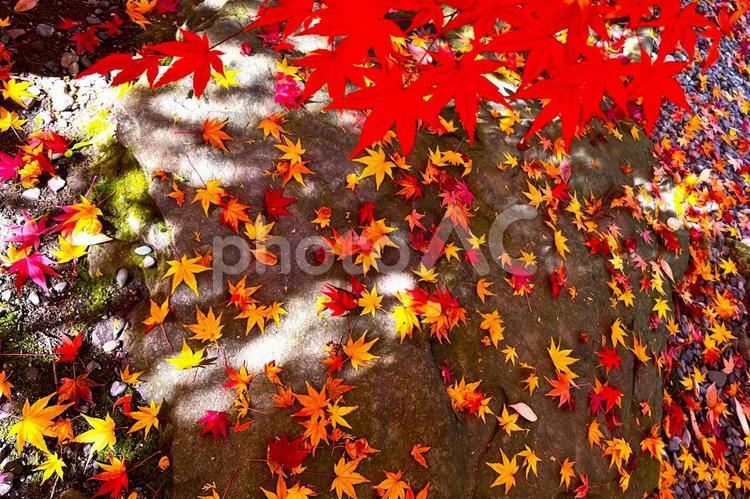 秋の風景　ポストカード 紅葉,モミジ,秋の写真素材