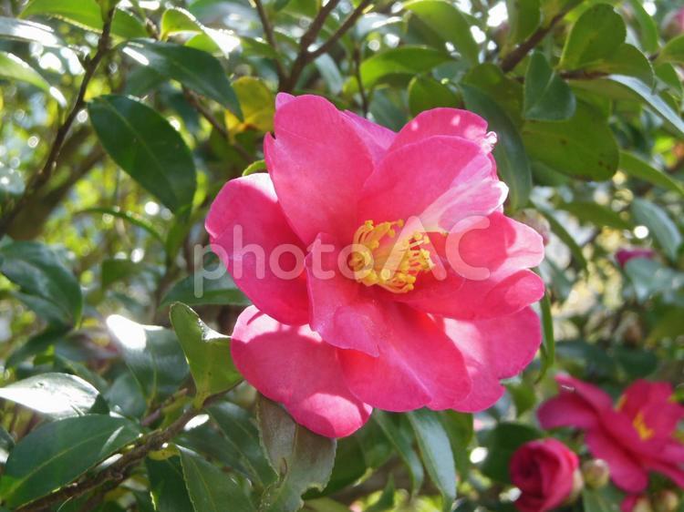 生き生きと色付く花 花,ピンク色の花,植物の写真素材