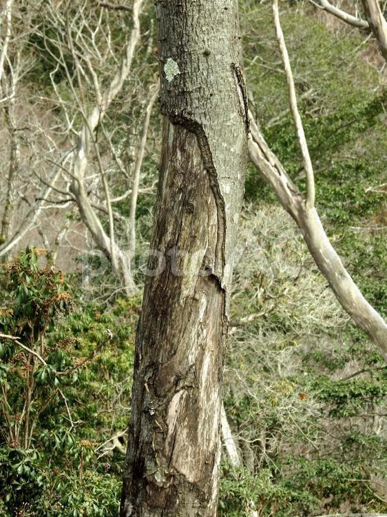鹿の剥皮被害により立ち枯れした樹木 食害,摂食被害,シカ被害の写真素材