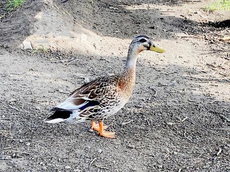 カモ カモの写真