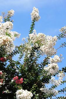 白いサルスベリの花 白いサルスベリの花 夏,サルスベリ,花の写真素材
